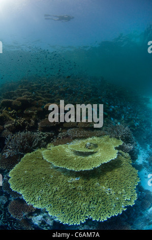 Touristischen Schnorcheln über Korallengarten, große Feste Tischkoralle Acropora Clathara im Vordergrund, Nord Male Atoll, Malediven Stockfoto