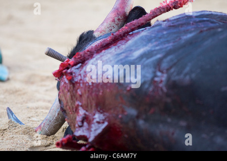 Corrida de Toros. Foto Tomada de la Plaza de Toros de Gijón. Feria Nuestra Señora de Begoña Stockfoto