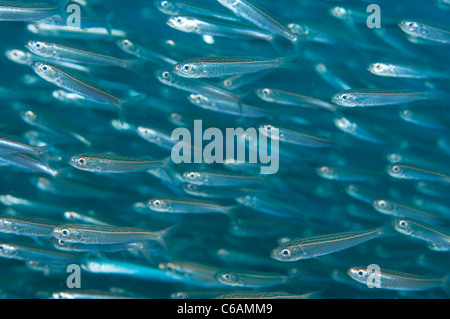 Schule des schlanken Ährenfischartige, Hypoatherina Barnesi, Profil, Nord Male Atoll, Malediven Stockfoto