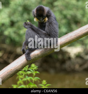 schwarzer Schopfgibbon auf Holzstab sitzen und Essen im Zoo Ljubljana, Slowenien Stockfoto