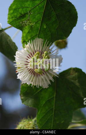 Liebe im Nebel, Passionsblume Stockfoto