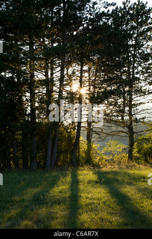 Durch die Bäume in den Wäldern in der Pivka-Seen-Region, Slowenien. Stockfoto