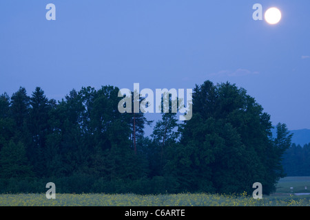 Vollmond-Einstellung über Raps Feld morgens Brnik, Slowenien. Stockfoto