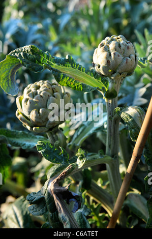 Winter-Artischocken wachsen auf in den späten Herbst hinein in ein Gemüse Garten UK Stockfoto