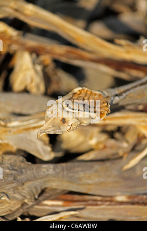 Getrockneter Fisch, Arunachal Pradesh, Indien Stockfoto