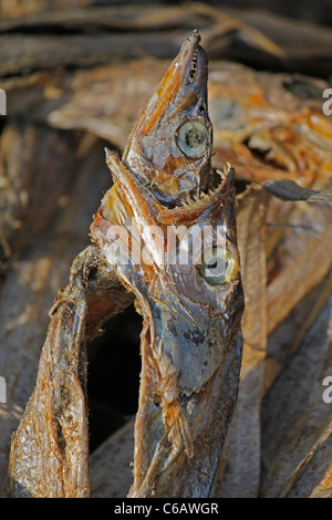 Getrockneter Fisch, Arunachal Pradesh, Indien Stockfoto