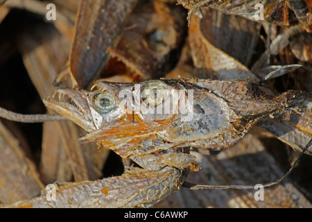 Getrockneter Fisch, Arunachal Pradesh, Indien Stockfoto