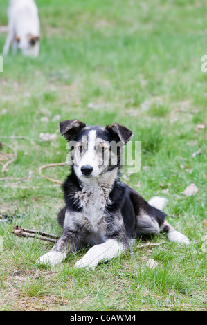 Schwarz und weiß ein Mischling Hund auf der Wiese liegend Stockfoto