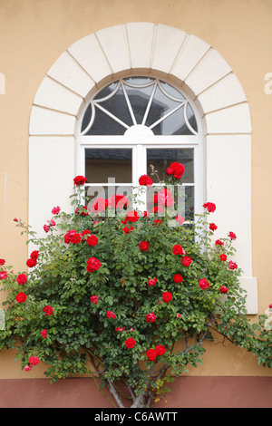 Fenster mit Rosen, Schloss Johannisberg, Rheingau Valley River, Deutschland Stockfoto