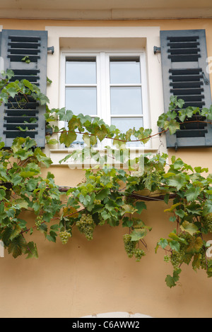 Fenster mit Weinrebe, Schloss Johannisberg, Rheingau Valley River, Deutschland Stockfoto