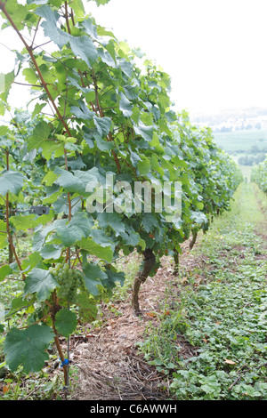 Weinreben, Weingut Weingut Schloss Johannisberg, Rheingau Valley River, Deutschland Stockfoto