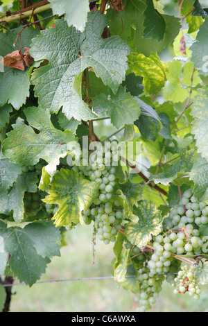 Weinreben, Weingut Weingut Schloss Johannisberg, Rheingau Valley River, Deutschland Stockfoto