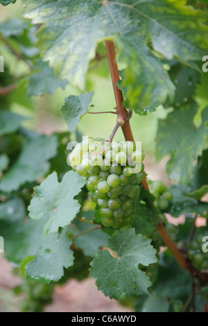 Weinreben, Weingut Weingut Schloss Johannisberg, Rheingau Valley River, Deutschland Stockfoto