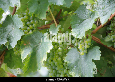 Weinreben, Weingut Weingut Schloss Johannisberg, Rheingau Valley River, Deutschland Stockfoto