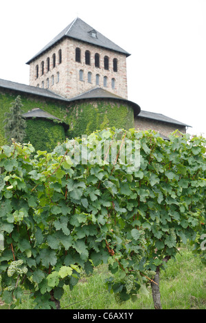 Weinreben und Basilika, Schloss Johannisberg Kellerei Weinberg, Tal Flusses Rheingau, Deutschland Stockfoto