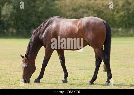 Ein Thouroughbred Pferd auf einer Koppel Weiden Stockfoto