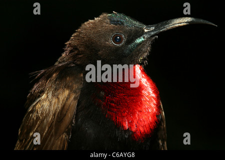 Scharlach-chested Sunbird, Chalcomitra Senegalensis, Äthiopien Stockfoto