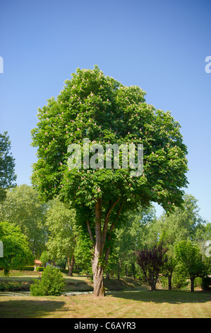 Große schöne Kastanienbaum voller Blüte im Frühjahr Stockfoto