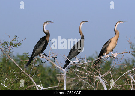 Afrikanische Darter, Anhinga Rufa, Äthiopien Stockfoto