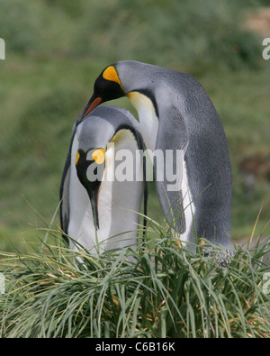 King Penguin paar Pflege, Süd-Georgien Stockfoto