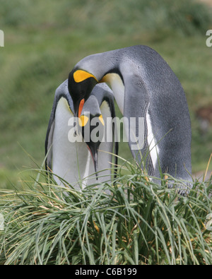 Paar Königspinguine Zuneigung, Süd-Georgien Stockfoto