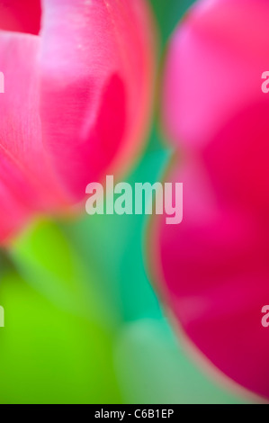 Tulpen-weiche & Fuzzy-Blumen Stockfoto