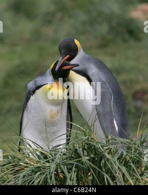 Königspinguin paar Anzeigen Zuneigung, Süd-Georgien Stockfoto