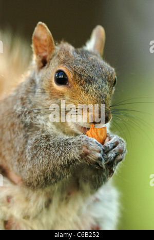 Graue Eichhörnchen (Sciurus carolinensis) Essen einer Mutter in Union Square Park Stockfoto