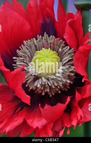 Eine Nahaufnahme von einem schönen roten Mohn UK Stockfoto