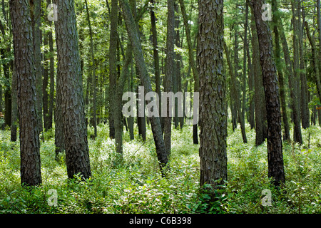 Die Pine Barrens von New Jersey haben eine Menge... Kiefern! Stockfoto