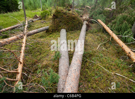 Sturmschäden im Taiga-Wald, verursacht durch starke Winde, umgestürzte Kiefern (pinus sylvestris) Finnland Stockfoto