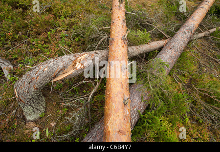 Sturmschäden im Wald, verursacht durch starke Winde, Finnland Stockfoto