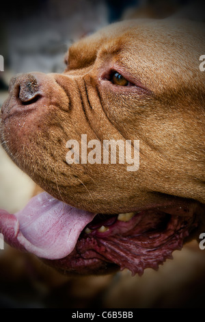 Nahaufnahme des Gesichts von einer Bordeauxdogge Stockfoto