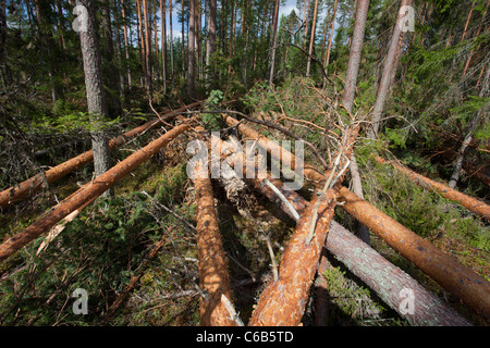 Sturmschäden im Taiga-Wald, verursacht durch starke Winde, Finnland Stockfoto