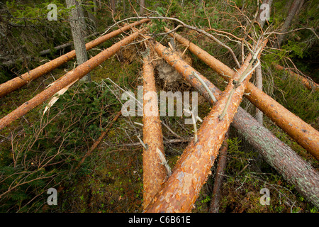 Sturmschäden im Taiga-Wald, umgestürzte Kiefern (pinus sylvestris), verursacht durch starke Winde, Finnland Stockfoto