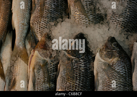 Mediterranen Fische in einer Vitrine von einem Marktstand Stockfoto