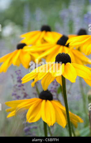 Rudbeckia 'Indian Summer' Blumen Stockfoto