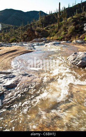 Frühlingsregen schaffen einen schönen Fluss in Cottonwood Creek in Hewitt Canyon, AZ. Stockfoto