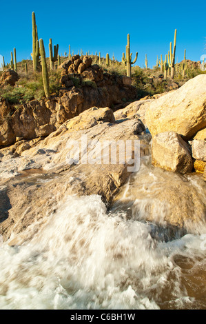 Frühlingsregen schaffen einen schönen Fluss in Cottonwood Creek in Hewitt Canyon, AZ. Stockfoto