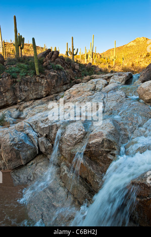 Frühlingsregen schaffen einen schönen Fluss in Cottonwood Creek in Hewitt Canyon, AZ. Stockfoto