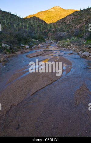 Frühlingsregen schaffen einen schönen Fluss in Cottonwood Creek in Hewitt Canyon, AZ. Stockfoto