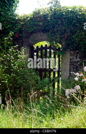 Geschlossene Tür überwuchert mit Pflanzen in Cotehele, Cornwall UK Stockfoto