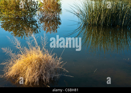 Veteranen Oasis Park Factoid: Der gesamte Park umfasst rund 113 Hektar, 78 Hektar davon für Grundwasseranreicherung ausgelegt sind. Stockfoto