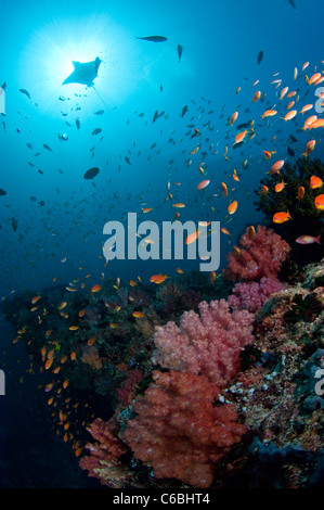 Teufel-Strahl über Reef, Maldives schwimmen. Stockfoto