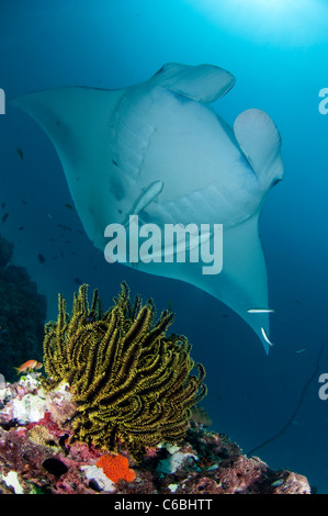 Manta Rochen, Manta Birostris schwimmen über Riff, Crinoid im Vordergrund, Nord Male Atoll, Malediven Stockfoto