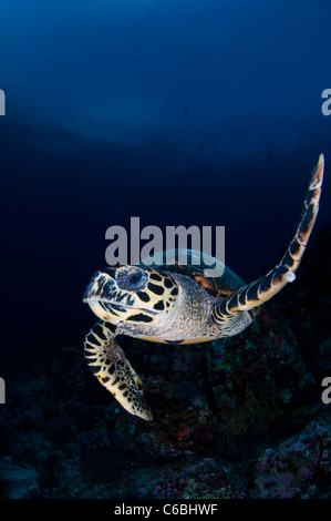 Hawksbill Turtle, Eretmochelys Imbricata, Schwimmen über Riff, einen Flipper, Porträt, front Ansicht, Nord Male Atoll, Malediven Stockfoto