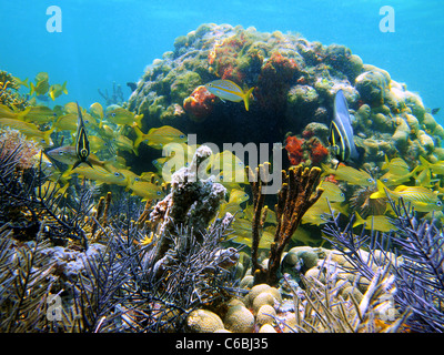 Coral Reef mit Schwämmen und einer Schule der tropischen Fische, die in der Karibischen See, Bocas del Toro, Panama, Mittelamerika Stockfoto