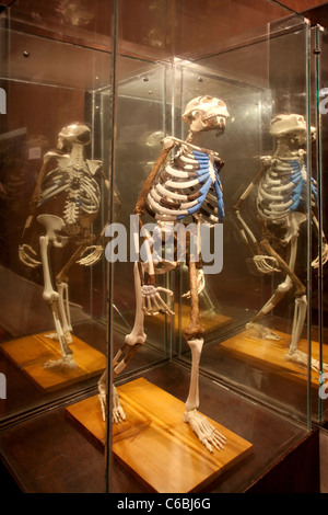 Rekonstruktion von Lucy (Dinkanesh), Nationalmuseum, Addis Abeba, Äthiopien Stockfoto