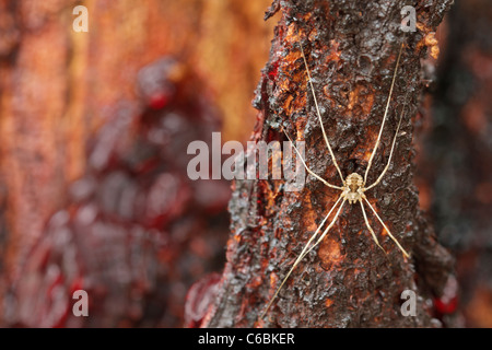 Nahaufnahme einer Harvestman Spinne auf der Rinde ein rotes Eisenholz-Eukalyptus-Baum Stockfoto