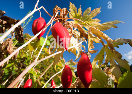 Die Früchte von Podophyllum Hexandrum oder Himalaya Mai Apfel, auch bekannt als die indischen Mai Apfel. Stockfoto